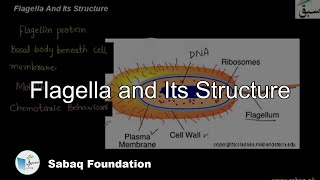 Flagella and Its Structure Biology Lecture  Sabaqpk [upl. by Zicarelli]