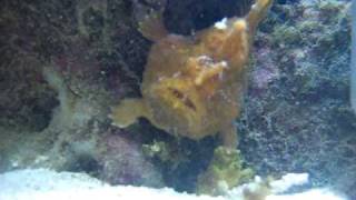 Monster Frog FIsh in Reef Tank Eating [upl. by Anirbak]