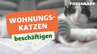 Wohnungskatzen beschäftigen  FRESSNAPF [upl. by Dielle]