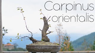 Carpinus orientalis Yamadori Hornbeam Autumn work  Arkefthos Bonsai [upl. by Aronel416]