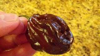 The quotChocolate Habaneroquot Pepper Review from Men Paw Gourmet Hot Sauce [upl. by Rosdniw]