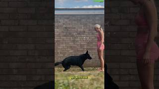 🔝Training German Shepherd dogtraining germanshepherd belgianmalinois malinois workingdog dog [upl. by Rianna]