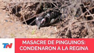 Condenaron al empresario ganadero que aplastó con una topadora a pingüinos en Punta Tombo [upl. by Aiuqram]