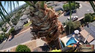 Como pasar de una palmera a otra de 40 ft de distancia con gancho para palmeras [upl. by Hedi]