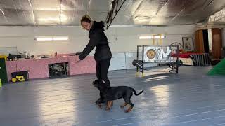 Rottweiler puppy training the basics of foundation obedience [upl. by Suiramed]