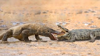 Crocodile Attacks Komodo Dragon To The Last Breath [upl. by Cahan]