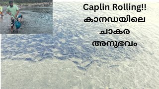 Caplin rolling time of the year‼️ചാകര experience in Canada⚠️ Uneditedunfiltered⚠️ [upl. by Kristy]