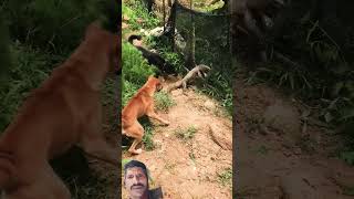 देशी DOG देशी लोगdoglover desi dogstreetdogshelp  insaan straydogs [upl. by Joane]