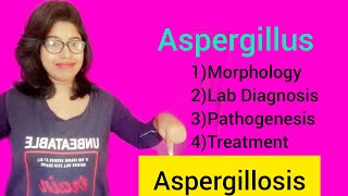 Aspergillosis Aspergillus Morphology Lab Diagnosis amp Pathogenesis amp Treatment [upl. by Corene]