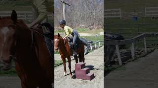 wonder woman riding a horsehorse horses horselover doglover dogowner shortvideo shorts [upl. by Ela]