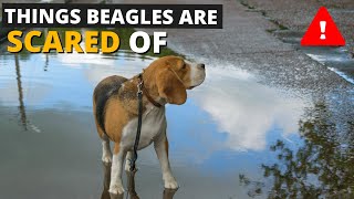 7 Most Common Things Beagles are Scared of and How to Deal with them [upl. by Oihsoy783]