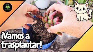 Diferentes situaciones por las que cambio de tamaño la maceta de las plantitas🌱 [upl. by Hoffer475]