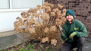 How and When to Prune a Hydrangea [upl. by Sigler]