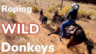 Roping Wild Burros On Indian Reservation Vlog 10 [upl. by Rotceh]