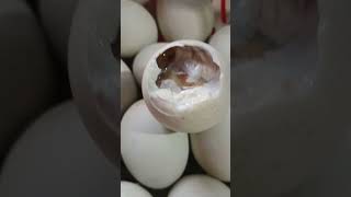 Balut l Exotic Food l yummy exotic food pinoyfood [upl. by Mehsah]