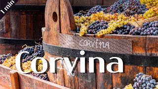 코르비나 Corvina  와인 품종 이야기  와인 기초  와인공부 [upl. by Florin]