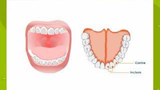 Teeth And Their Functions [upl. by Newhall]