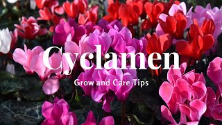 Cyclamen Grow and Care Tips [upl. by Oswin874]