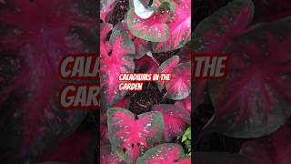 Caladiums in the Garden caladium plant plantshorts gardening garden gardening [upl. by Meelas]