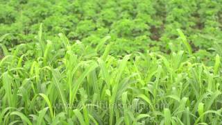 Jowar fields of Sonkhaliya  excellent bird habitat [upl. by Ahsineb125]