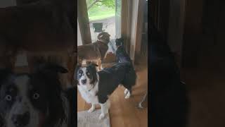 Tornado Siren Reactions 🚨 🌪 its just a test dogs fyp twister tornado funny cute [upl. by Michell]