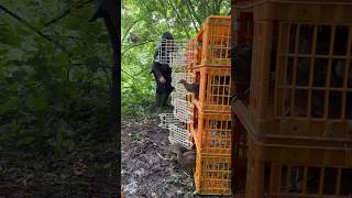 Releasing pheasant poults into the woodland pen gameshooting [upl. by Oratnek]