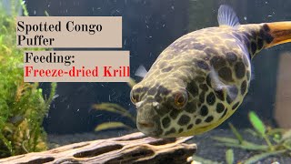 Spotted Congo Puffer care and feeding [upl. by Ute]