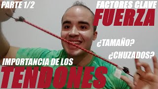 Los TENDONES la FUERZA y los CHUZADOS ¿Vadym tiene Razón Parte 1 de 2 [upl. by Erdnua499]