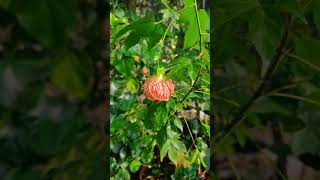 লন্ঠন জবা Abutilon Tiger [upl. by Dittman569]