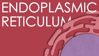 Endoplasmic reticulum structure and function [upl. by Ecnerrat]