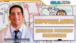 Endocrinology  Hypothalamus Anterior Pituitary Connection [upl. by Ardnosac]