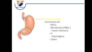 Fisiologia de la Secreción de Acido Gastrico [upl. by Benedix]