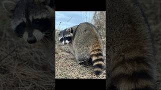 Catch and release raccoon trapping [upl. by Brnaby]