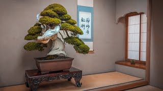 Japans Best Bonsai Gardens in 2024 [upl. by Carmena263]