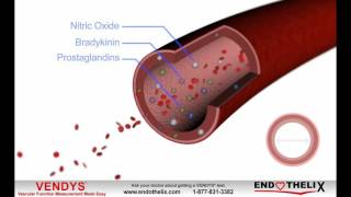 What is Endothelial Dysfunction [upl. by Carri]