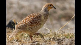 Grey Partridge Bird Calling Loudly  Partridge Bird Chirping  Grey Francolin Sounds  Teetar Awaz [upl. by Pinckney898]