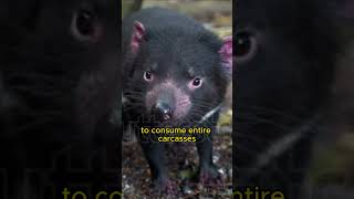 This Animal Eats Bones  Tasmanian Devil [upl. by Onstad393]