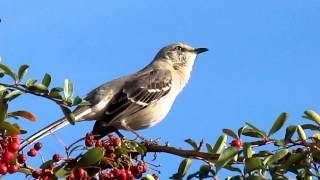 Mockingbird Singing [upl. by Reema]