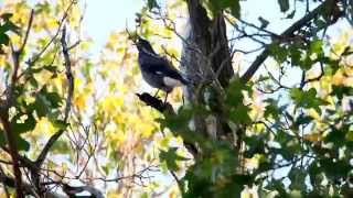 Pied Currawong calling [upl. by Naor]