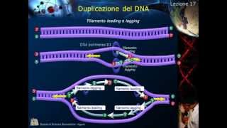 Citologia  Lezione 17 Duplicazione del DNA [upl. by Onitsoga]