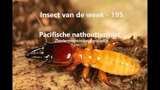 Insect van de Week 195 Pacifische nathouttermiet [upl. by Stephani123]