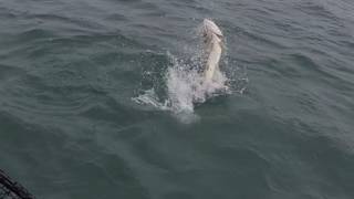 Musky fishing Niagara River with Sean Leary  Josh Ketry [upl. by Ajoop]