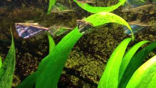 Marbled Hatchetfish Carnegiella strigata [upl. by Asennav]