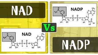 What is the Difference Between NAD and NADP  Chemistry Concepts [upl. by Fitting163]