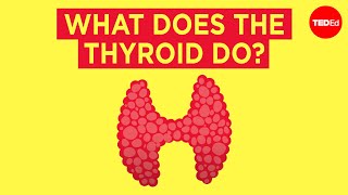 How does the thyroid manage your metabolism  Emma Bryce [upl. by Lasky]