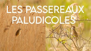 LES PASSEREAUX PALUDICOLES trésors des roselières [upl. by Malvia]