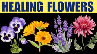 Discover 14 Edible Flowers with Incredible Health Benefits [upl. by Stuppy]