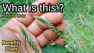 achyranthes Aspera plant  how to grow achyranthes Aspera plant  benefits plant  urdu amp Hindi [upl. by Bucher212]