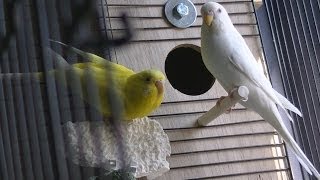 Installing a Parakeet Nesting Box [upl. by Gerardo]