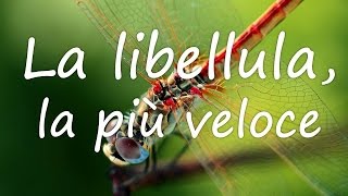 Insetti da record la libellula la più veloce [upl. by Ardnazil387]